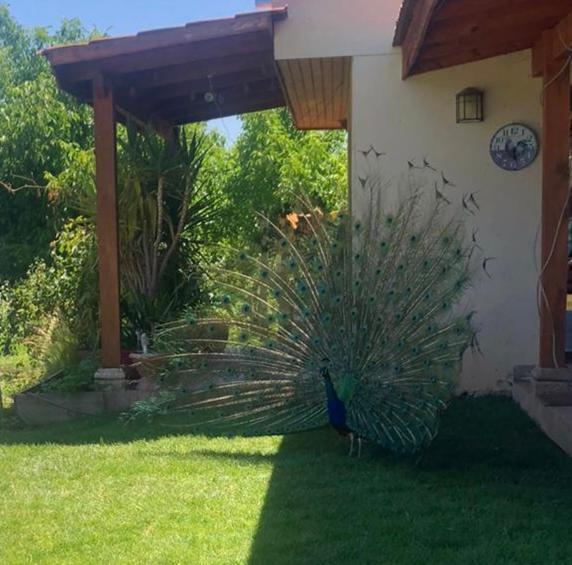 Alojamiento Los Nogales Санта Крус Екстериор снимка